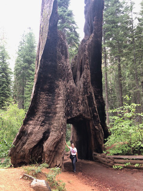 sequoia-yosemite